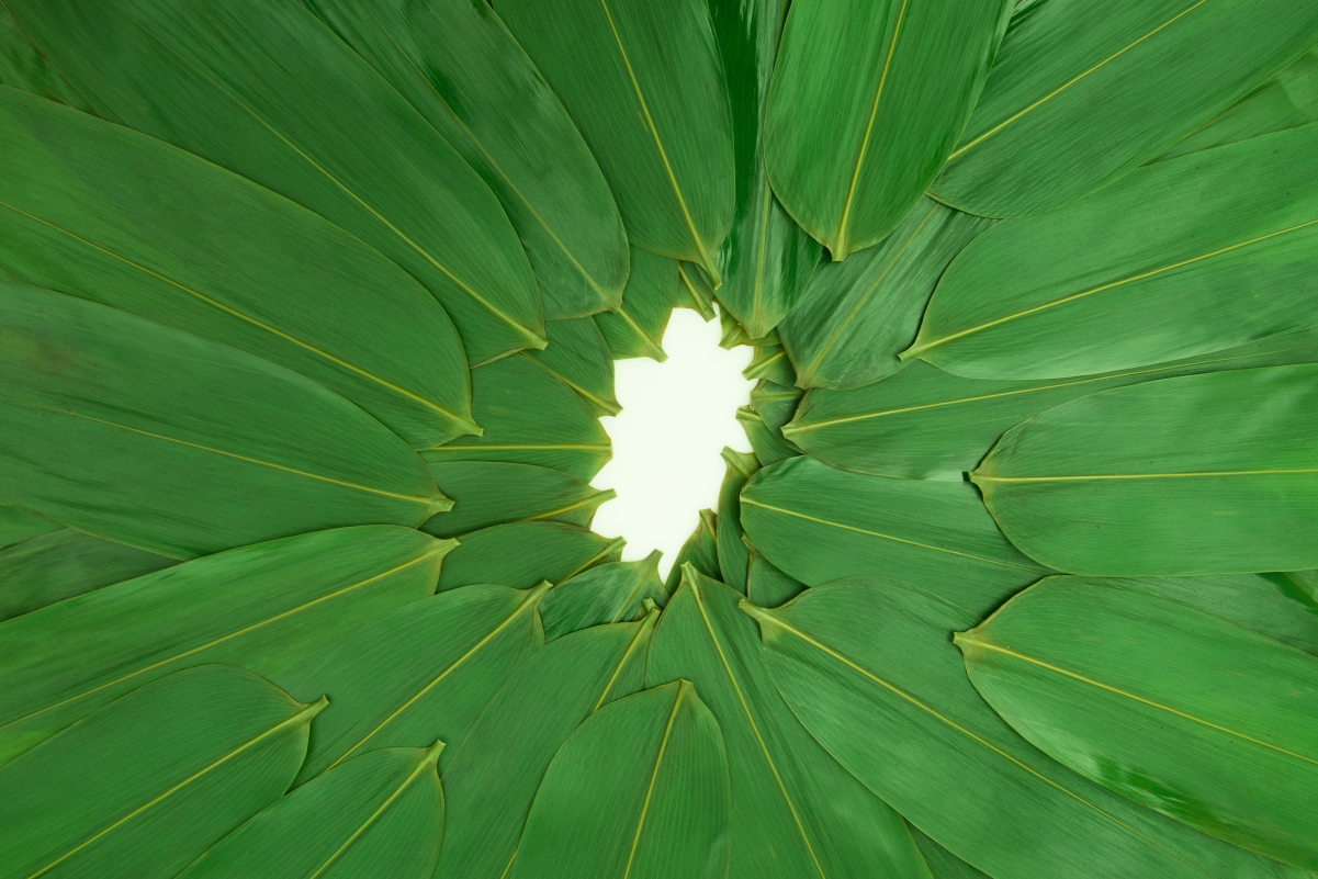 Dragon Boat Festival green rice dumpling leaves 4K background image