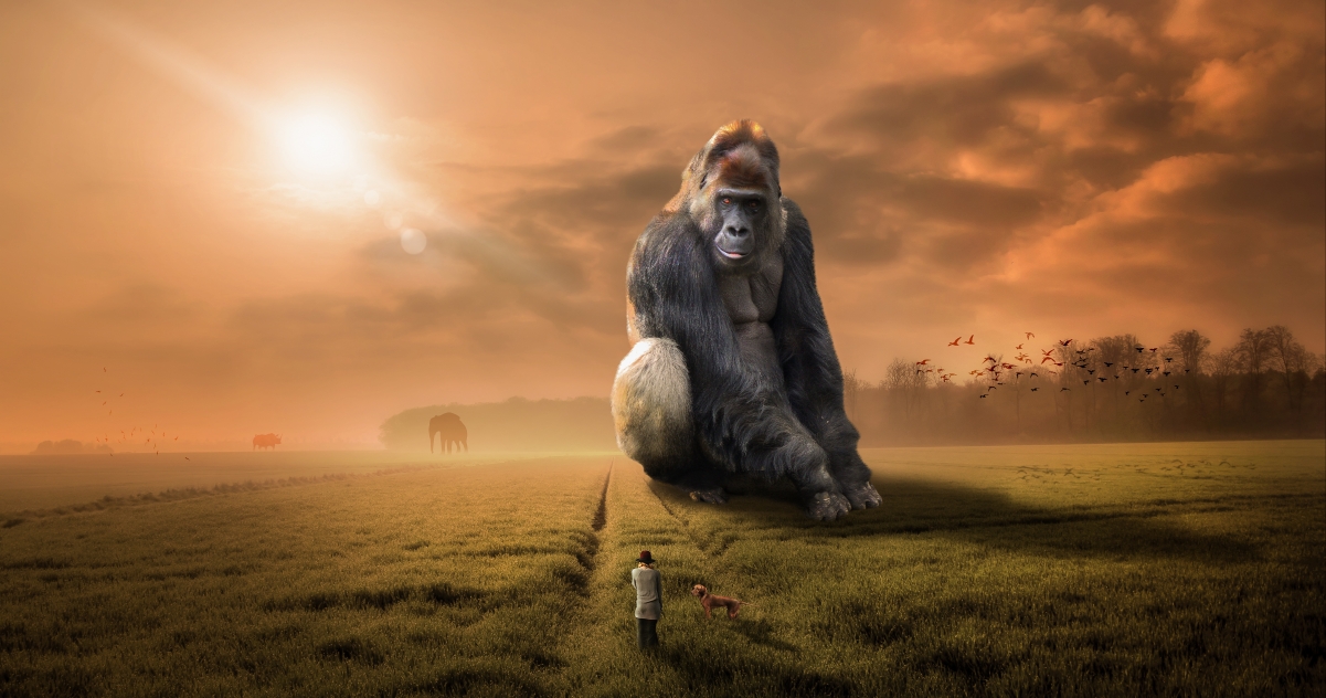 Animal Gorilla Herbivore Day