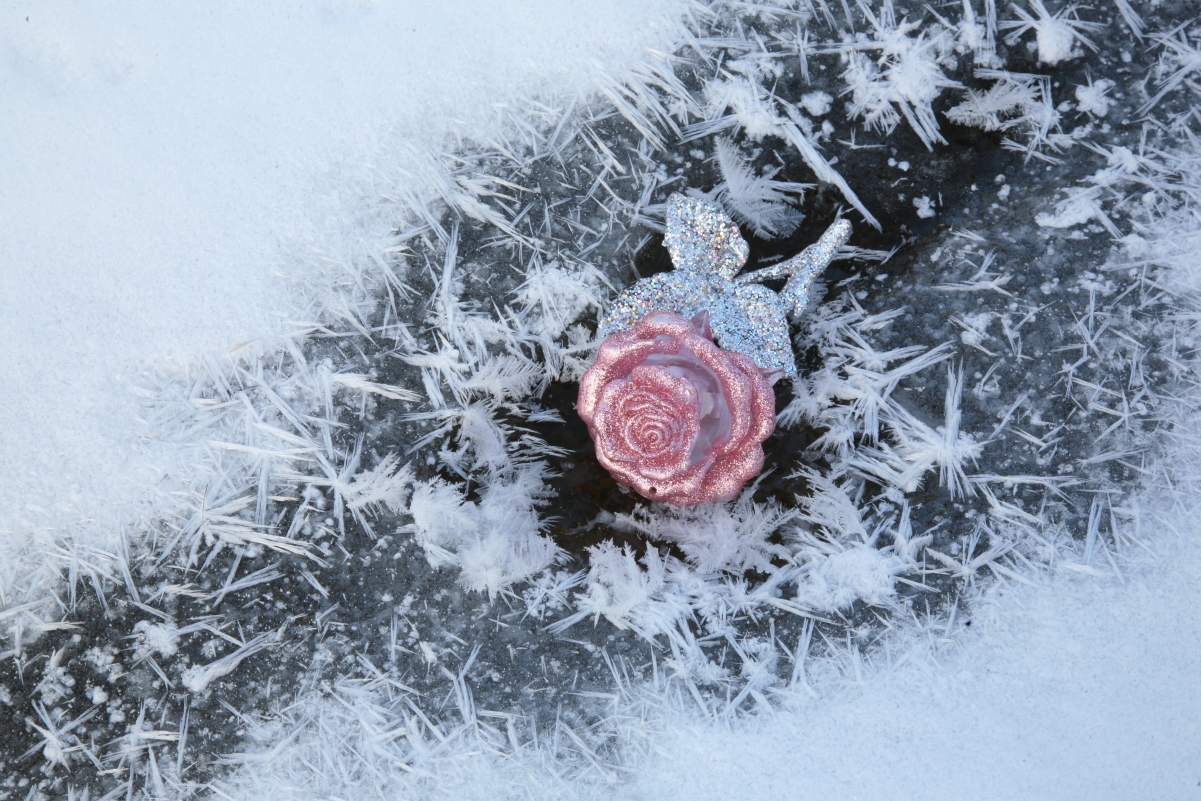 Winter snow ice crystal rose 4