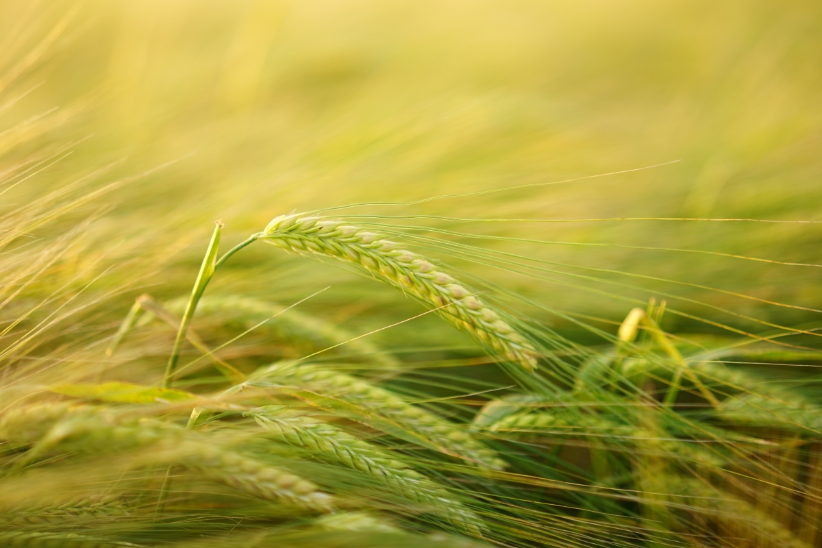 Barley cereal ears food agriculture