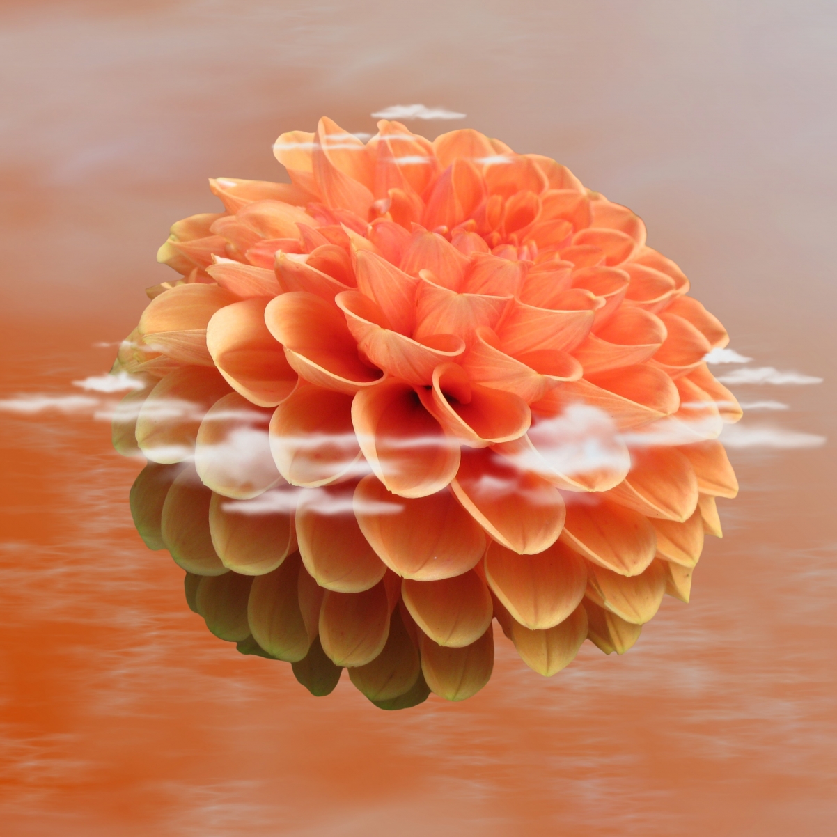 Dahlia Graphic World Globe
