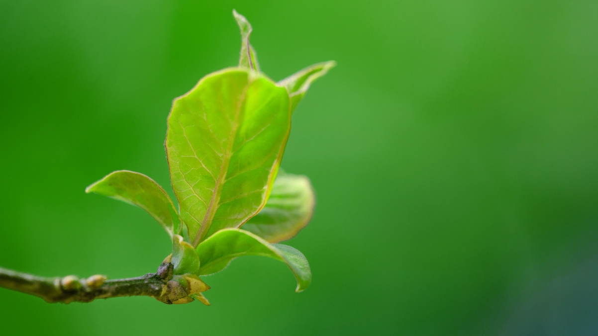 Spring leaves 4k green eye protection table