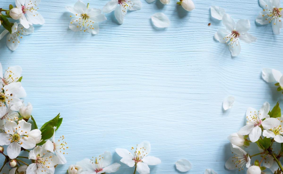 Spring flowers, blue wood, 5k background