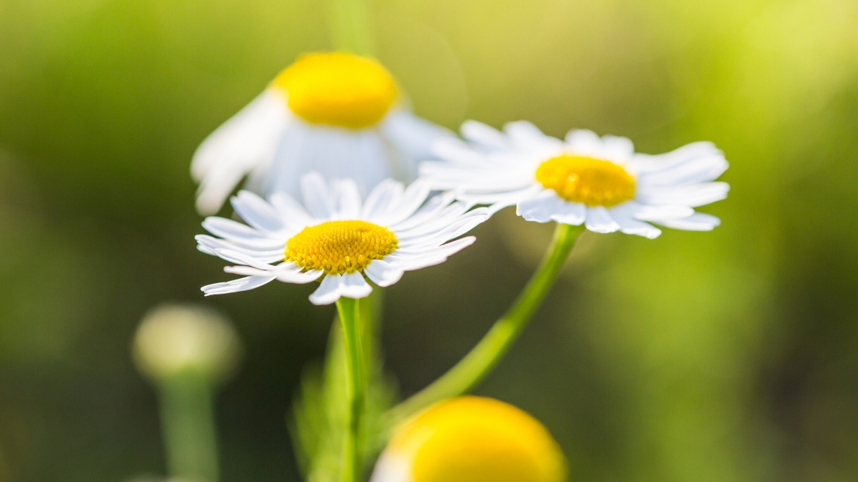 Daisy Flower 4K Wallpaper