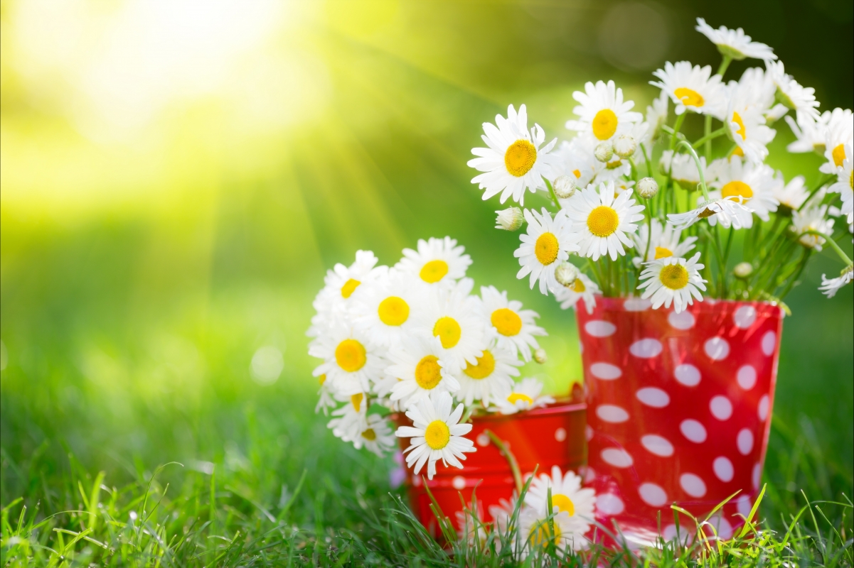Daisy flower meadow sun 6K background