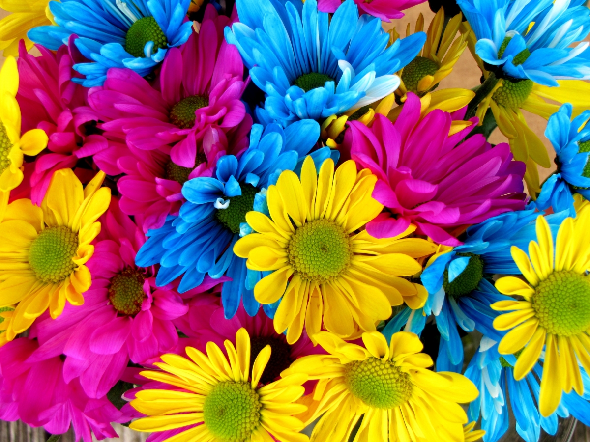 Daisy flowers blooming colorful flowers