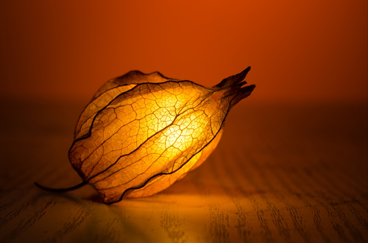Abstract art backlit still life day