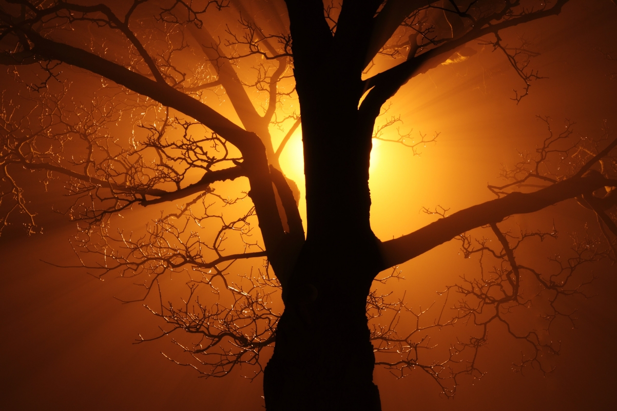 Abstract background beautiful twig light