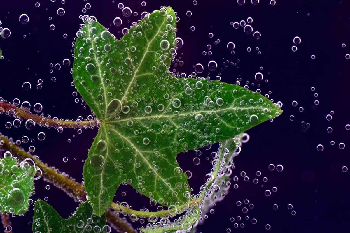 Underwater ivy