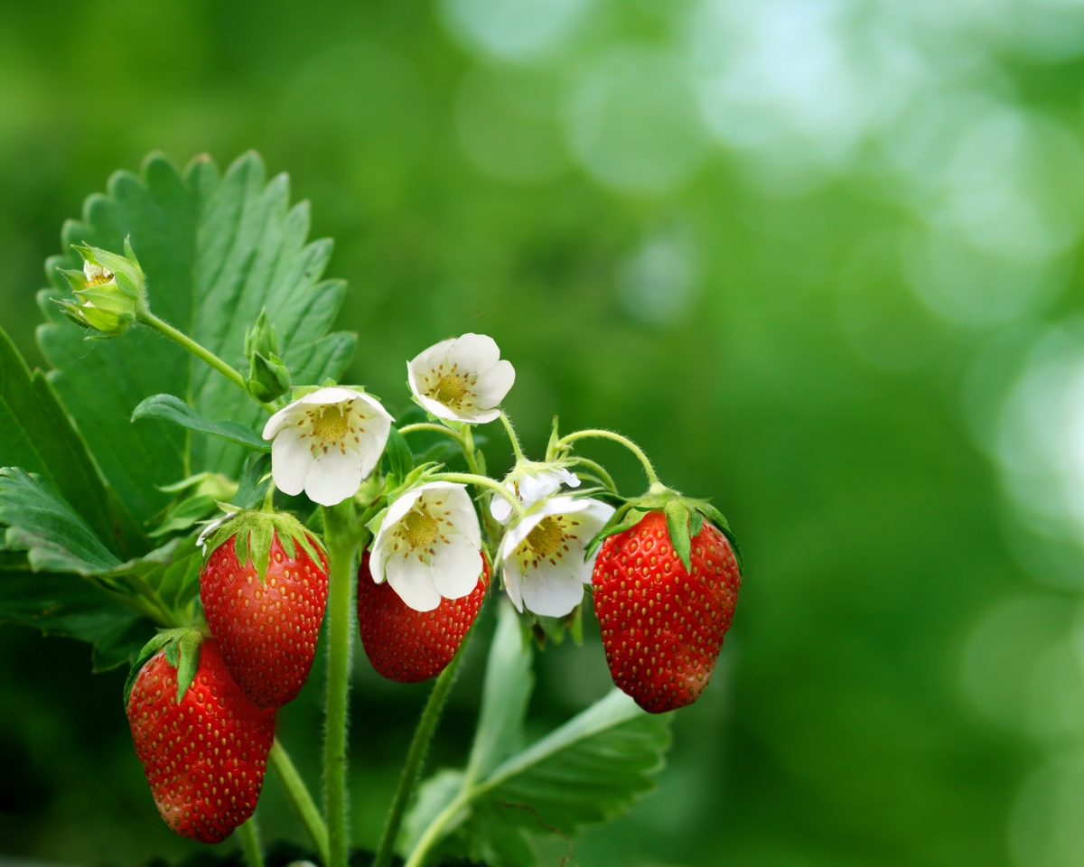 Strawberry, flower, green leaves, HD grass