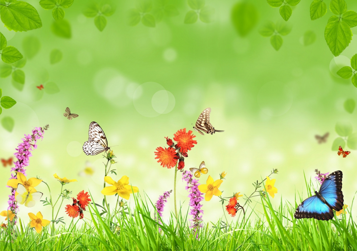 Grass, flowers, green leaves, butterflies background pictures
