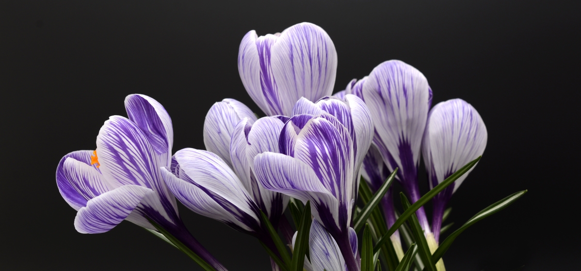 Saffron Blossom Purple 5K Wall