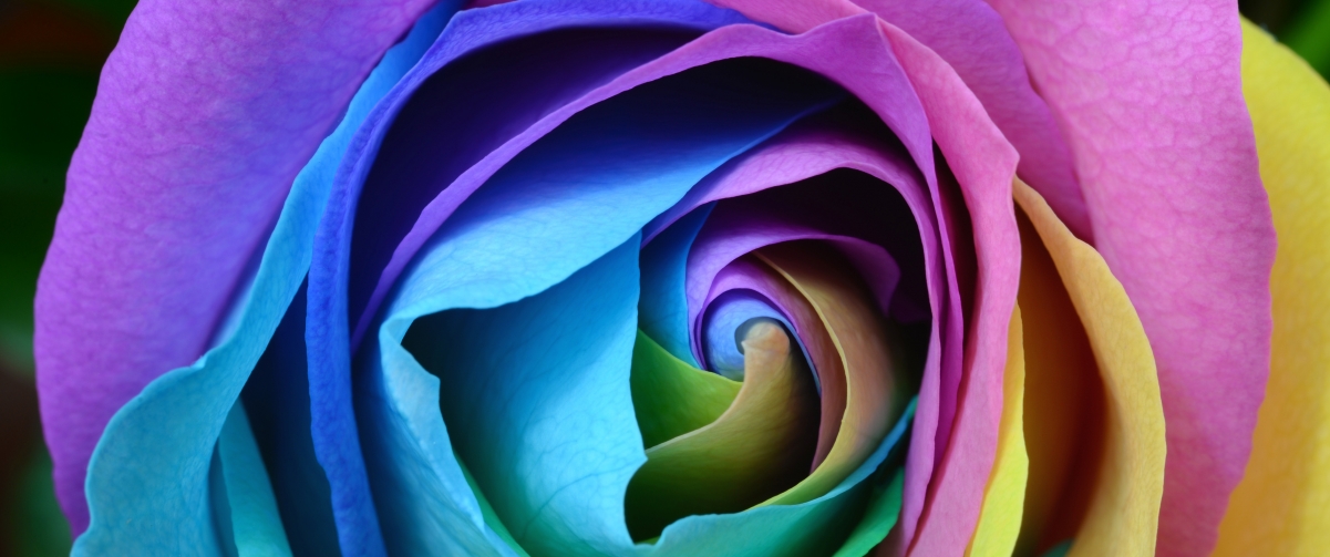 Colorful roses 3440x144