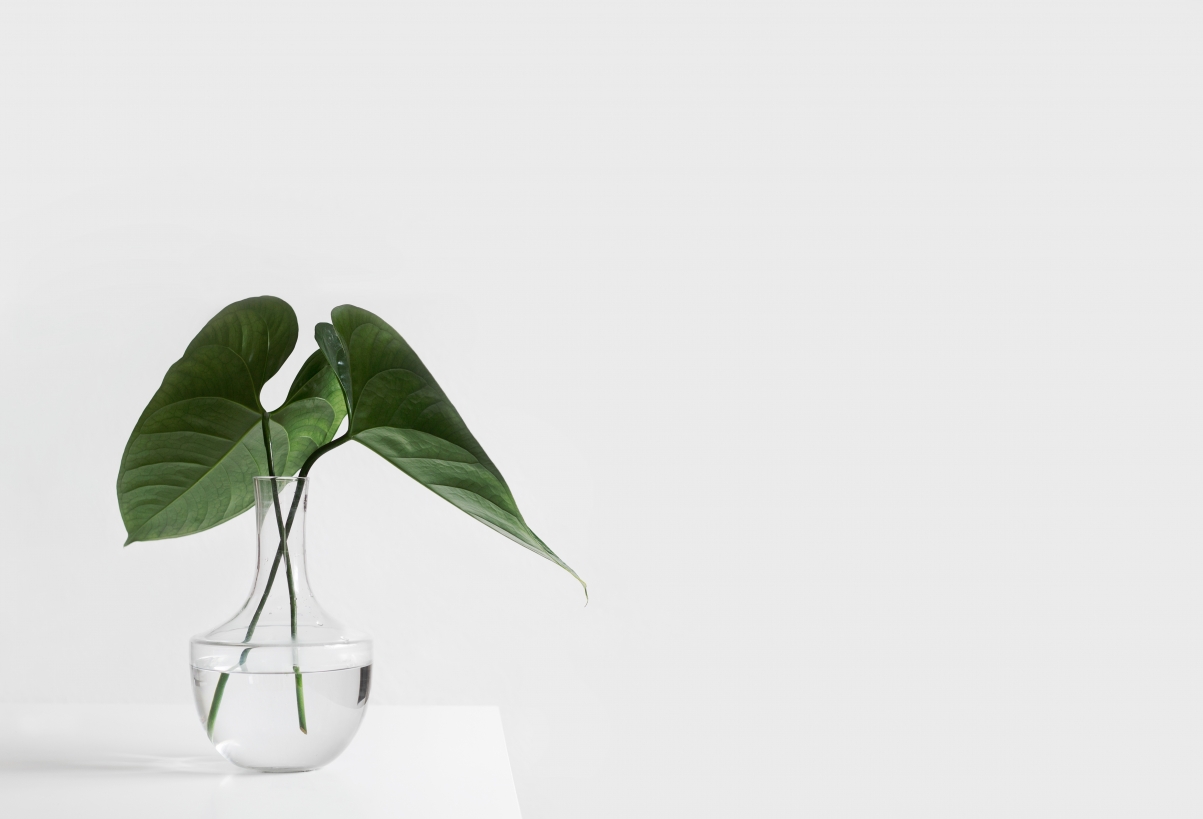 Glass bottle green plant 4K background image