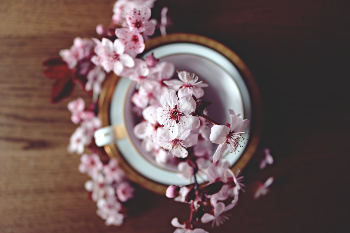 Plum in the cup 6k picture