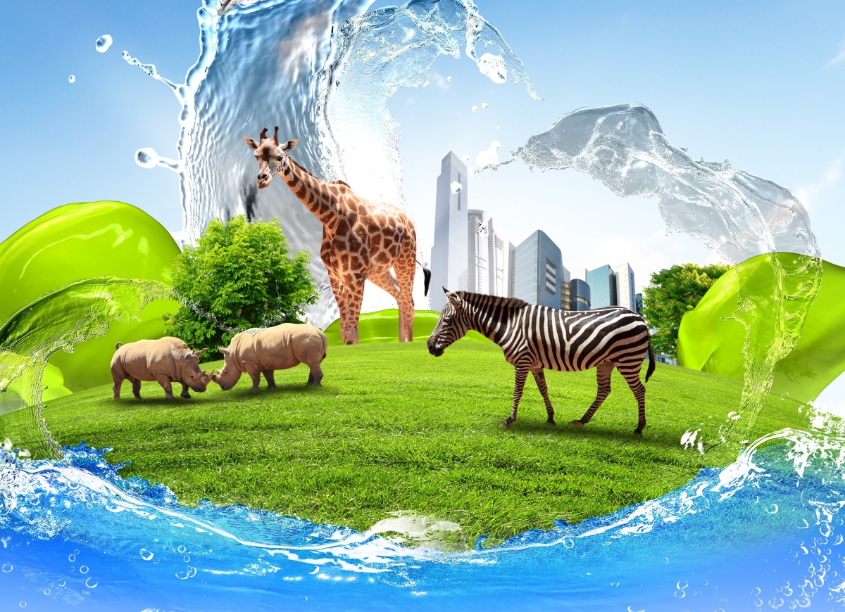 Zebra Giraffe Rhino Sky
