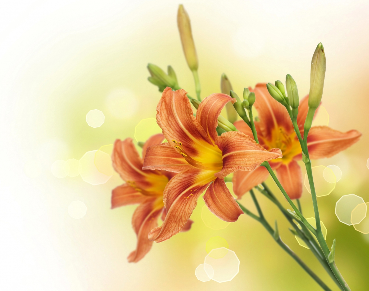 Lily flower background image