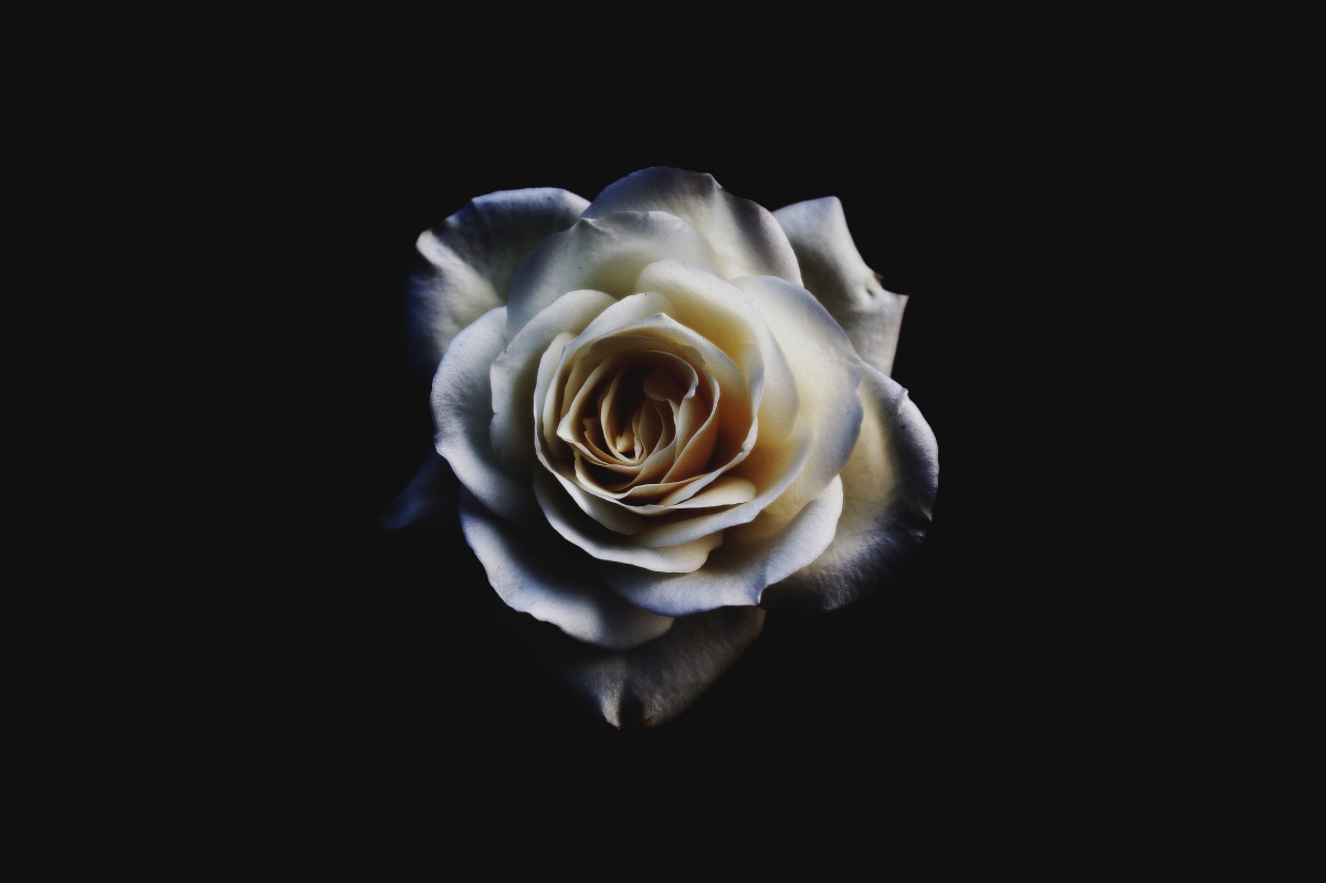 White flower petals 5K wallpaper