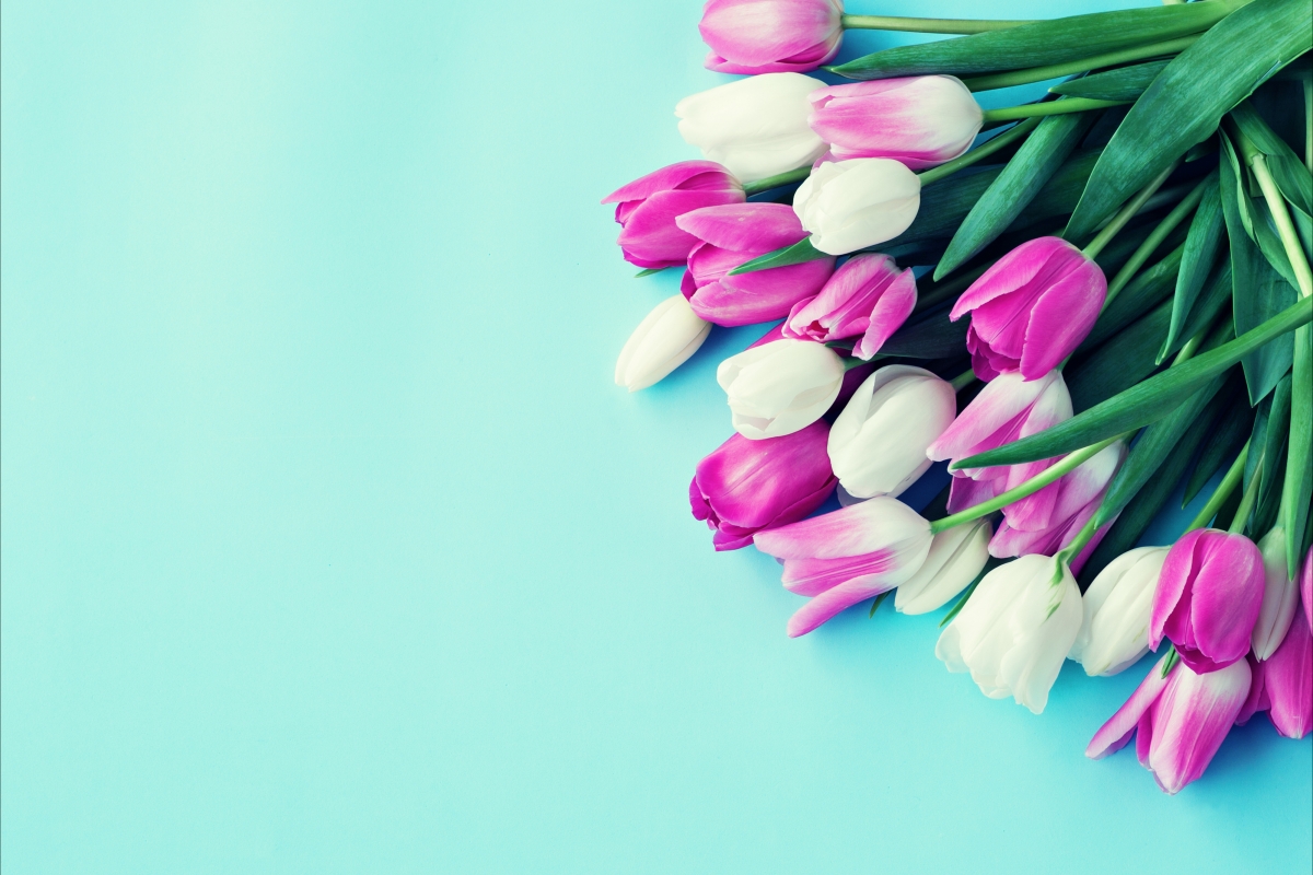 White and pink tulips 4K background