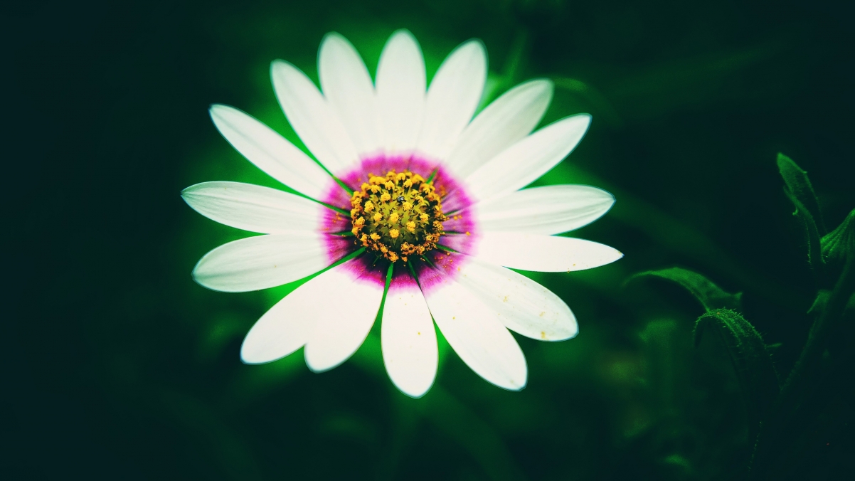 White Daisy Flower Background 4K Wallpaper