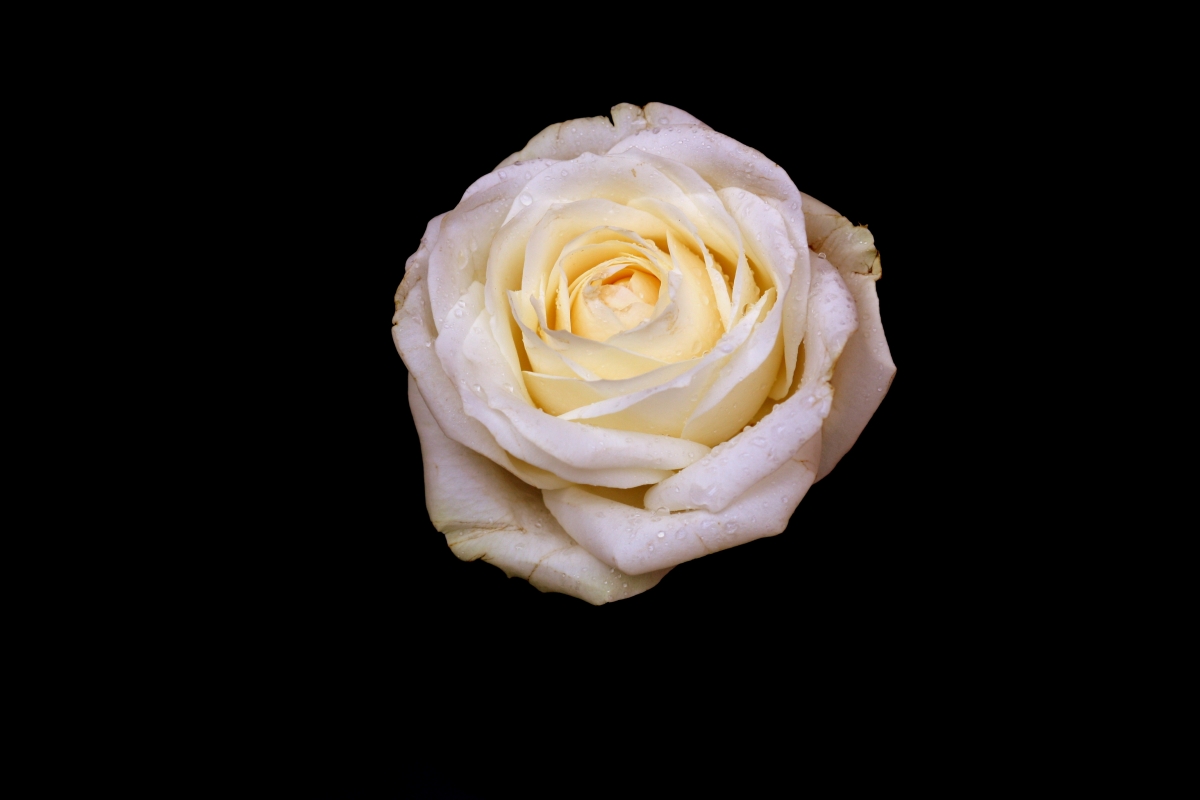 White rose petals black background 4K illustration