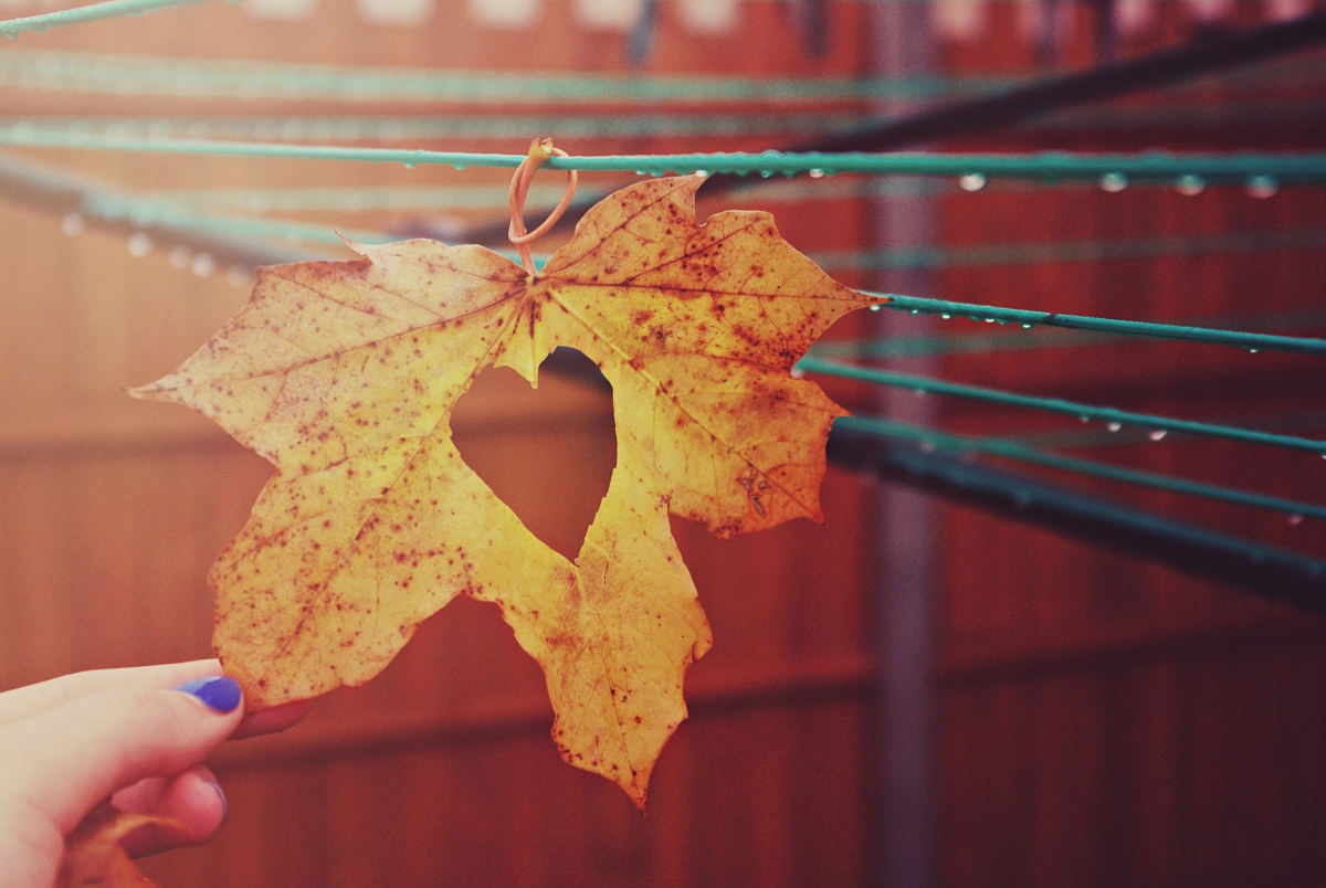 Love Maple Leaf 4K Wallpaper Picture